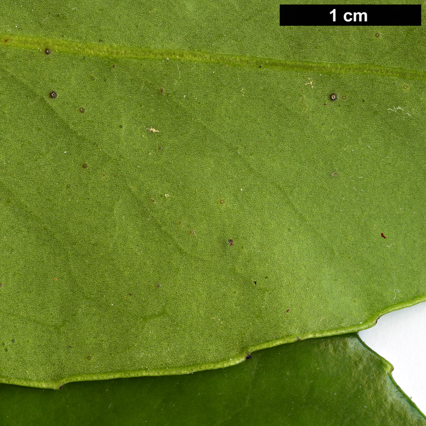 High resolution image: Family: Theaceae - Genus: Polyspora - Taxon: axillaris